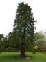 Riesen-Mammutbaum