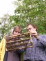 Kontrollblick in den Bienenrahmen