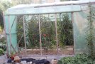 Tomatenpflanzen im Folienhaus noch im Herbst
