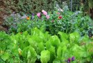 Gemüsegarten im Herbst mit Herbstsalaten und letzten Sommerblumen