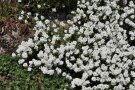 Viele weiße Blüten der Schleifenblume