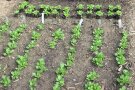 Feldsalat gesät und gepflanzt