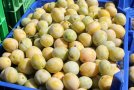 runde gelb-grüne Früchte einer Mirabellensorte