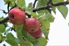 Rote Äpfel an einem Streuobstbaum