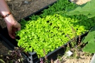 Feldsalat kann nun laufend auf freie Beetflächen gepflanzt werden.