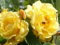 Rosen in gelb-goldgefüllte Blüten mit Knospen und Laubblättern