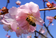 Prunus 'Accolade' – eine frühe Bienenweide 