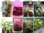 Vergleichsbilder von Tomaten und Paprikapflanzen auf der Fensterbank