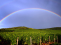 Ein Regenbogen am Himmel über Weinbergen.