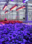 Anemonenpflanzen unter rote und blaue LED-Belichtung im Gewächshaus.