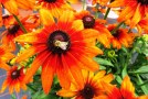 Rudbeckia (x Echibeckia) 'Summerina Orange': Können für Bienen attraktiv sein