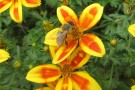 Bidens 'Hawaiian Flare Yelow Red Star': Können für Bienen attraktiv sein
