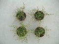 Auf dem Boden stehen vier Pflanzentöpfe mit verschiedener Wuchsgröße