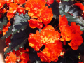 Nahaufnahmen, orangefarbener Begonien-Blüte mit großen Laubblättern