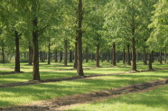 Bäume in einer Baumschule, hier ein Quartier von Metasequoia in Holland