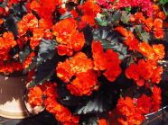 Pflanzkübel mit orangefarbener Begonien-Blüte und großen Laubblätter auf einer Schaufläche
