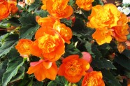 Begonia (Gartenbegonie) 'Orangedrops', Topfen in KW 8