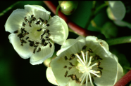 Kiwiblüten (links männliche; rechts weibliche Blüte mit dem typischen strahlenförmigen Griffel