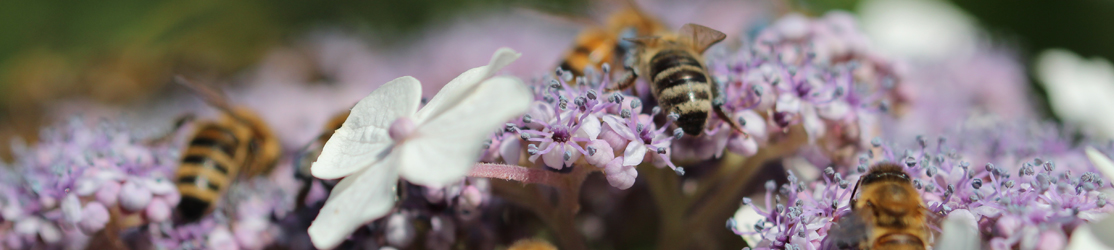 Bienen sitzen auf einer Blüte.