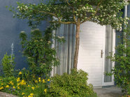 Einladend: Ein weiß blühender, pflanzenblättriger Weißdorn (<i>Crataegus x persimillis</i> 'Splendens') im Eingangsbereich eines blauen Hauses neben der weißen Haustür. Daneben blühen eine gelbe Taglilien.