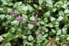 Herzförmige Blätter (innen fast weiß mit grünem Rand) von Lamium maculatum mit rosafarbenen Blüten.
