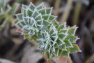 Eine immergrüne Art für Schotterbeete ist die Walzenwolfsmilch Euphorbia myrsinites.