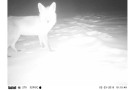 Energie aus Wildpflanzen -  Fotofalle Wolf