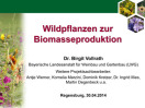 Vortrag Wildpflanzen zur Biomasseproduktion