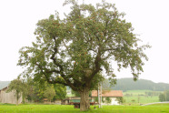 Alter Obstbaum der Sorte Josef Musch im Freiland