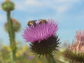 Wildbienen auf einer Blüte