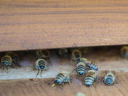 Bienen am Eingang des Bienenstockes beim fächeln.