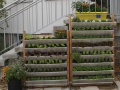 Mit Kräutern und Salat bepflanzte vertikale angebrachte Metallkästen. 