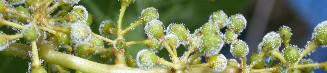 Header Rebschutz - junge Beeren mit deutlicher weiß-körniger Peronospora-Sporulation