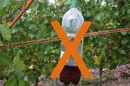 Plastikflasche mit großen Bohrlöchern und Fangflüssigkeit im Rebbestand von orange farbenem Kreuz überlagert.