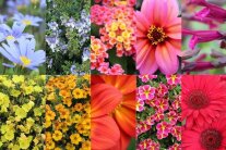 Eine Bildercollage aus zehn Sommerflor-Blumen.