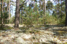 Flechten-Kiefernwald mit Rentierflechten am Waldboden