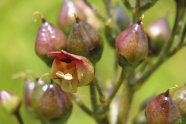 Rote, kugelige, geschlossene Blüte