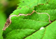 grünes Blatt mit braunem Fraßgang