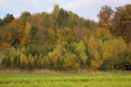 Ein Bestand, in dem Pionier- neben Auslesebäumen stehen