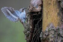 Zwei Vögel an einem Baumstamm.