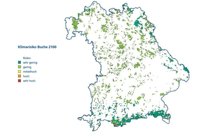 Bayernkarte zeigt das Anbaurisiko der Buche im Staatsforst