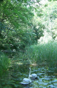 Ein von Bäumen und Sträuchern dicht umgebenes Gewässer mit Schilf und Seerosen. Zwei Schwäne schwimmen auf dem Wasser.  