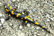 Feuersalamander auf steinigem Undergrund.