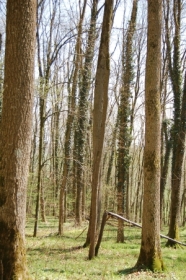 Lichter Laubwald im Frühjahr.