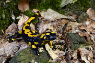 Feuersalamander auf Waldboden.