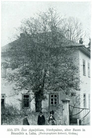 Schwarz-weiß Aufnahme der Rekord-Stechpalme aus Abbildung 1 im Jahr 1913