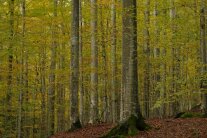 Ein Buchenwald im Frühherbst