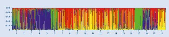 Diagramm: farblich abgegrenzte Bereiche zeigen genetische Vielfalt