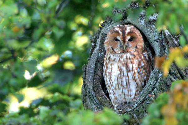 Waldvögel Bilder: Eintauchen in die Schönheit der Natur