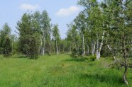 Saftiges Gras mit vereinzelten Birken und Kiefern